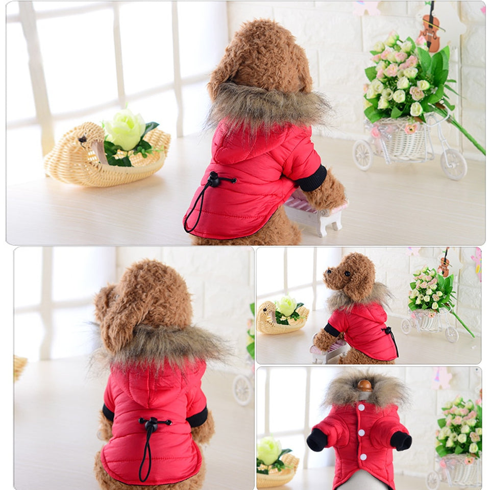 coat jacket