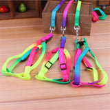 Harness Leash