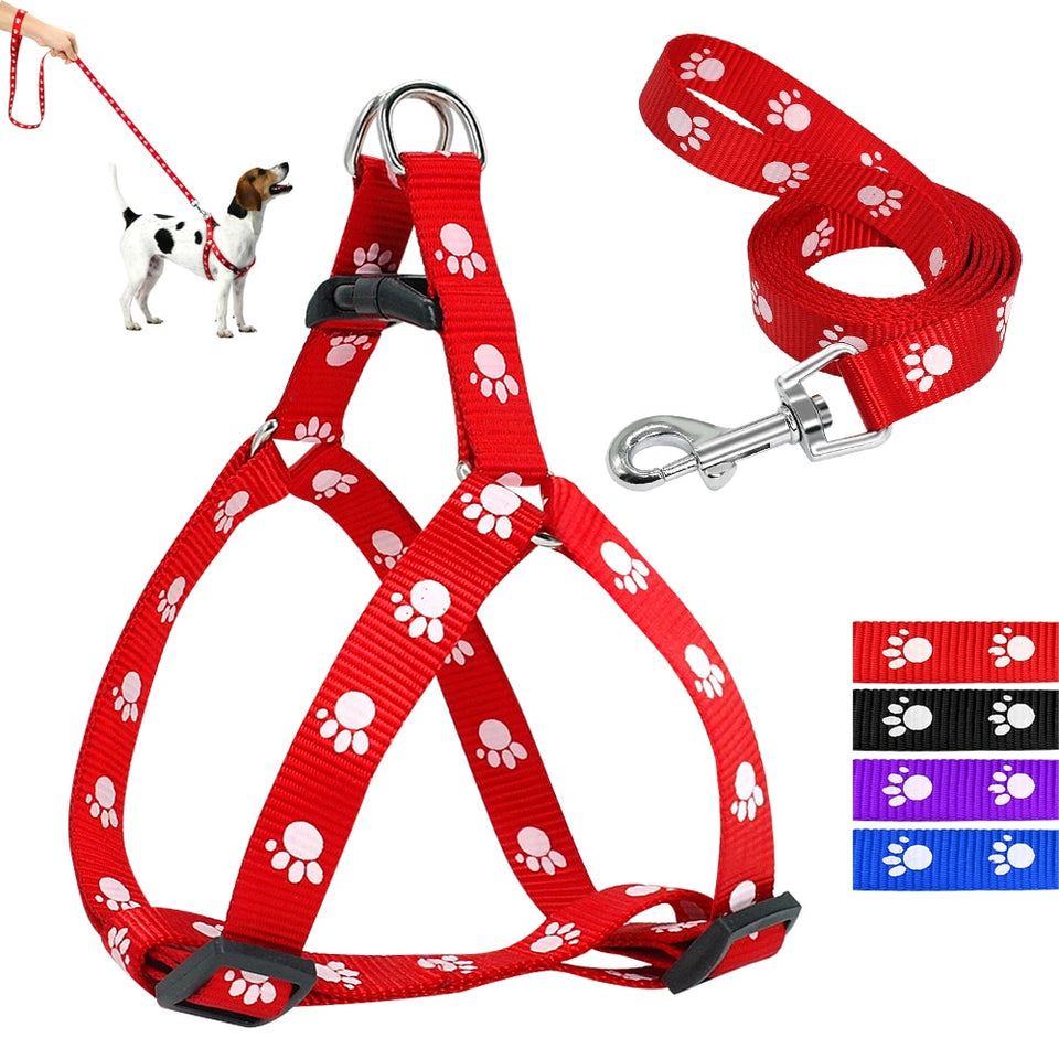 Harness and Leash