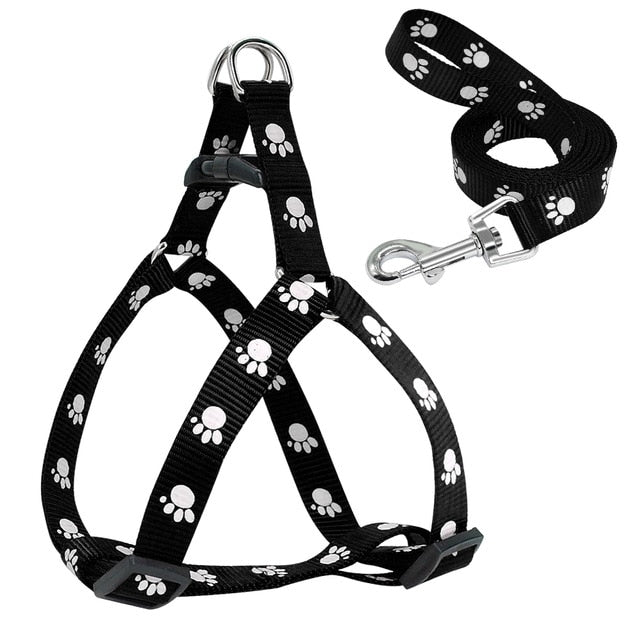 Harness and Leash
