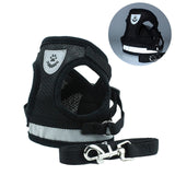 Harness and Leash