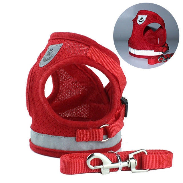 Harness and Leash