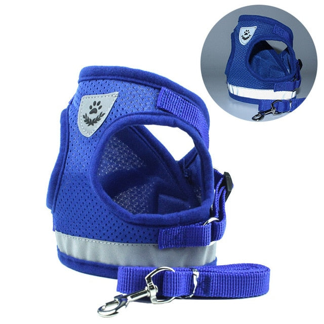 Harness and Leash