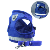 Harness and Leash