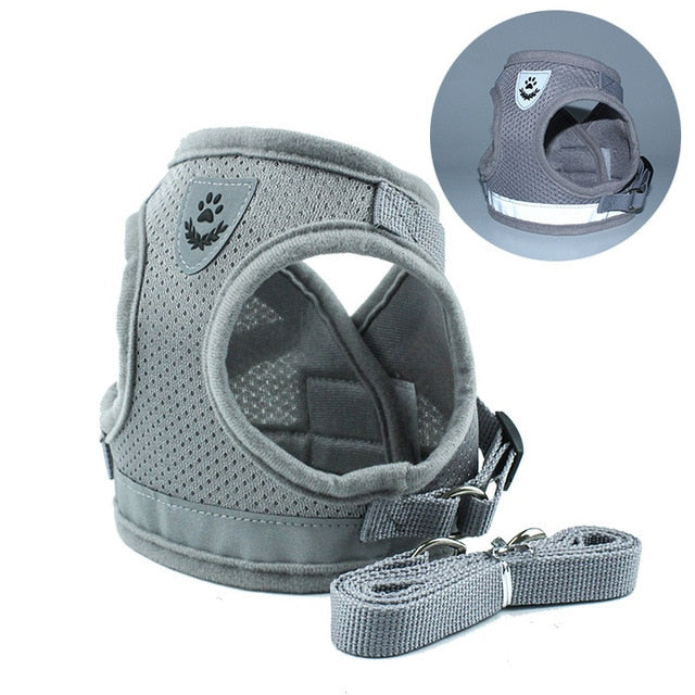 Harness and Leash