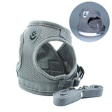 Harness and Leash