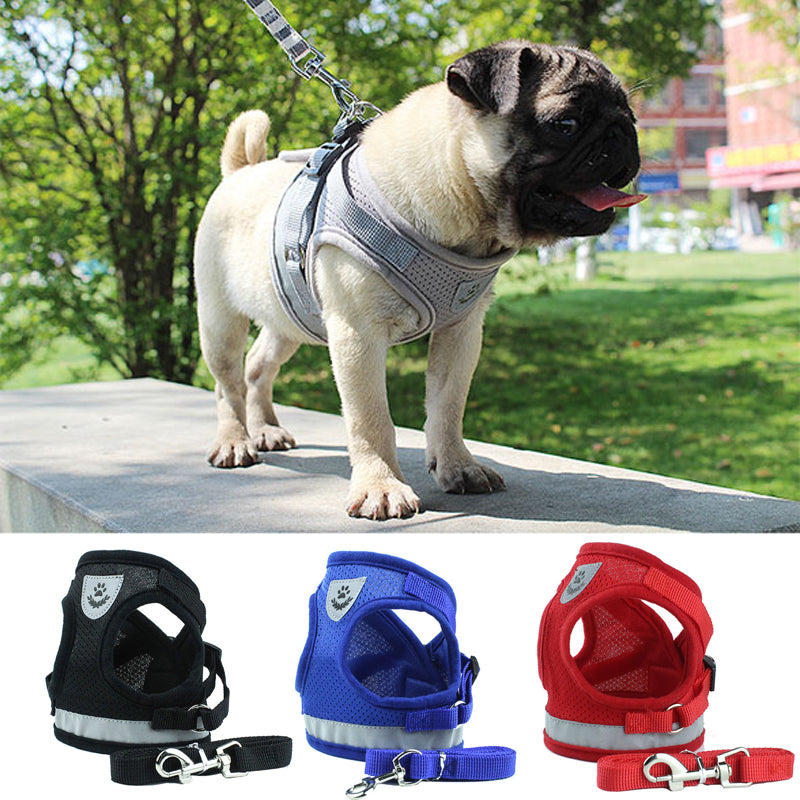 Harness and Leash