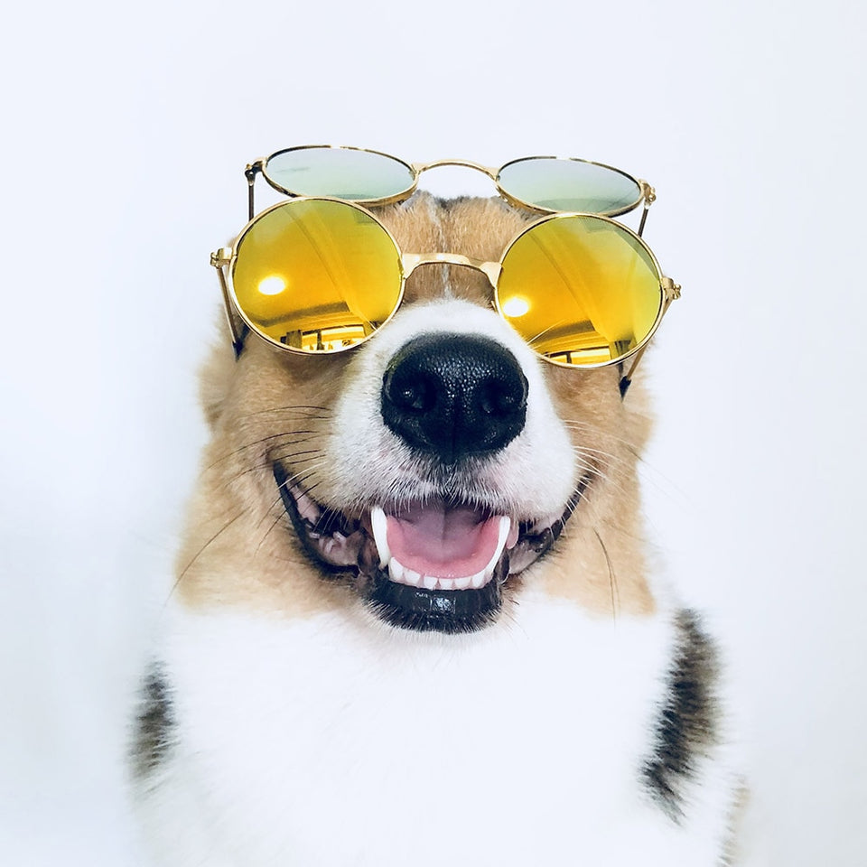 Dog Glasses